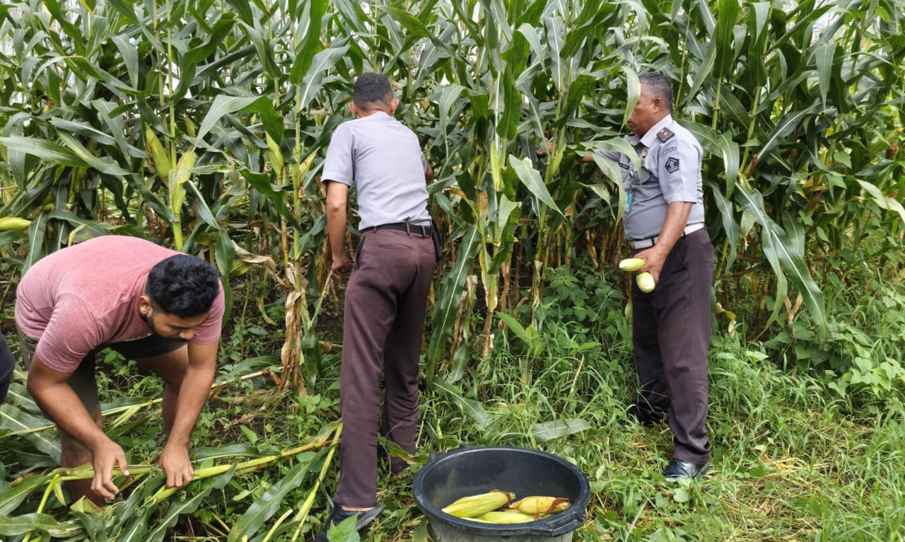 Panen Hasil Tanam Jagung, Lapas Kelas IIB Jailolo Kemenkumham Malut Dorong Ketahanan Pangan