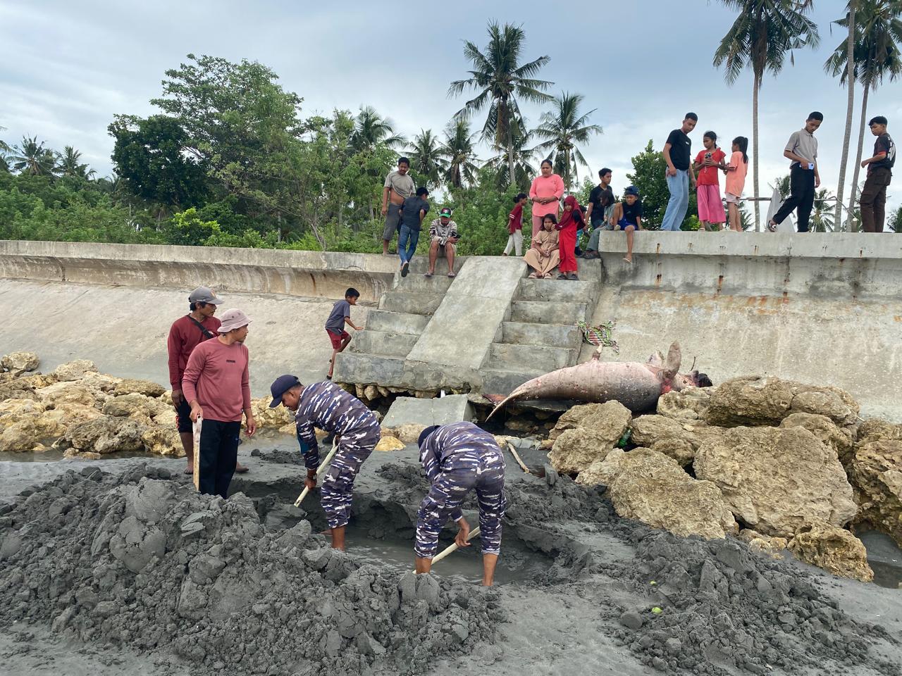 Geger Warga Tenukan Bangkai Ikan Duyung di Pesisir Pantai Tanjung Babia, Pasangkayu