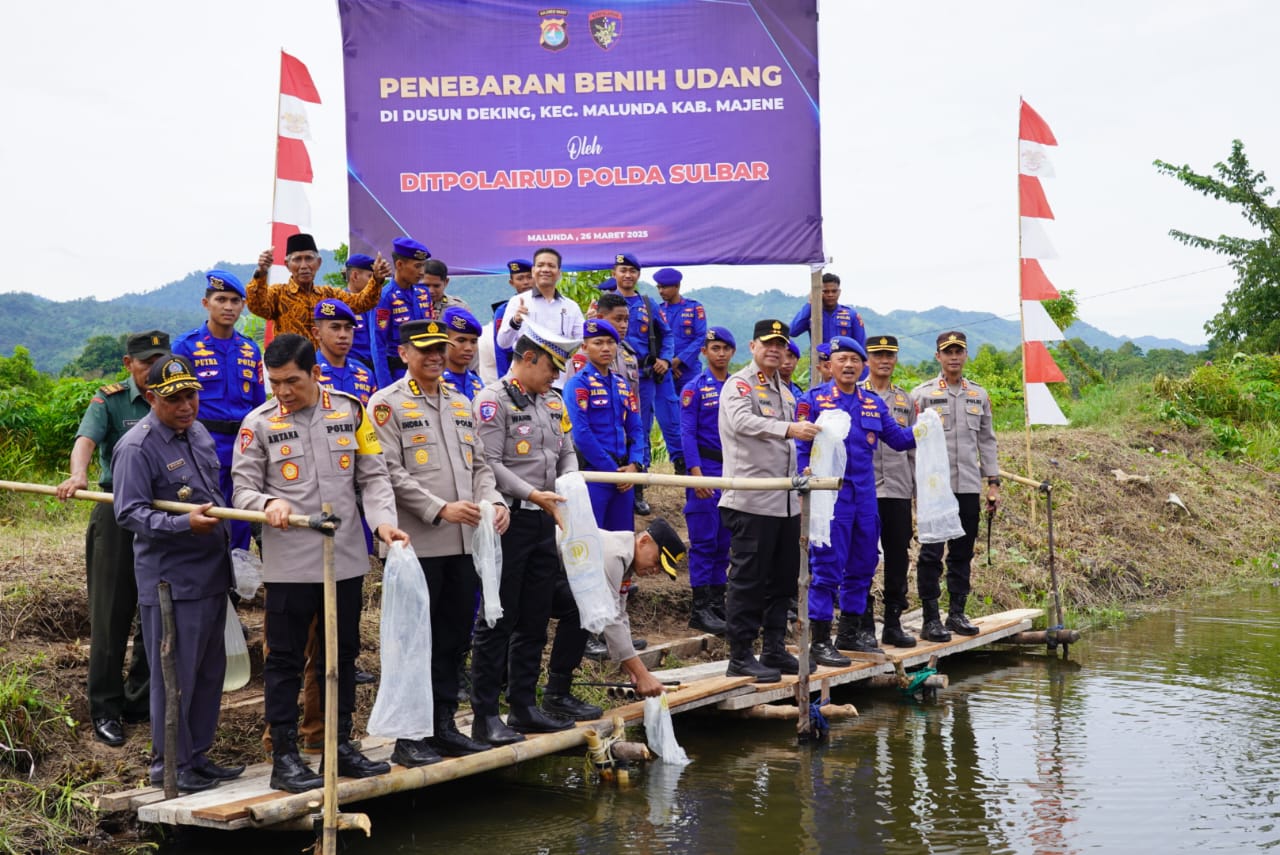 Aksi Nyata Dukung Program Ketahanan Pangan Pemerintah, Kapolda Sulbar Tebar Benih Udang di Malunda