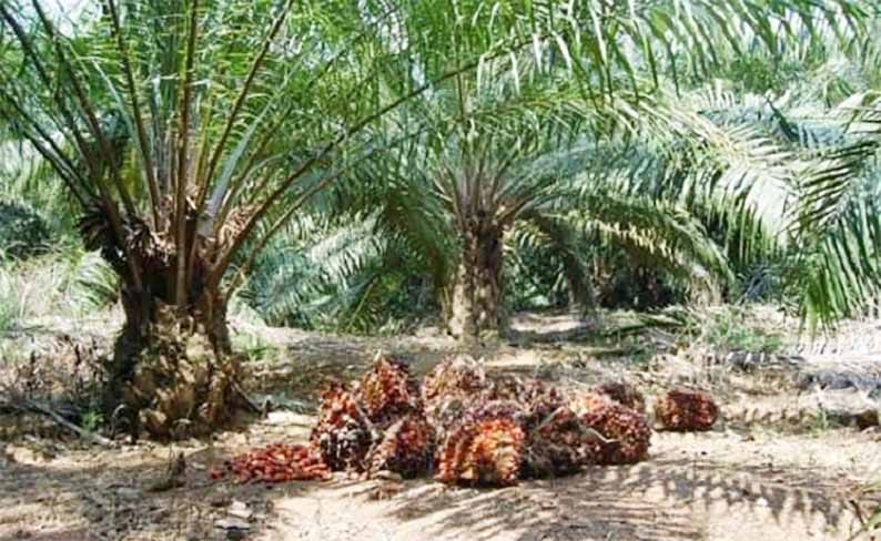 Patuhi Aturan, PT Letawa Komitmen Sinergi Membangun Daerah