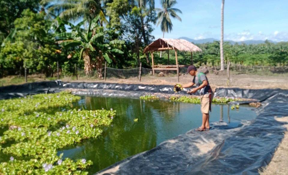 Anggota Koramil 1418-03/Kalukku Rawat Ikan Nila dan Ayam Potong di Lahan Korem 142/Tatag