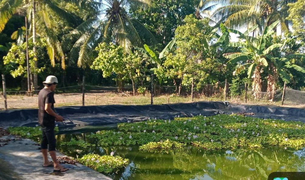 Babinsa Koramil 1418-03/Kalukku Lakukan Perawatan Tanaman Cabai dan Budidaya Ikan Nila Untuk Ketahanan Pangan