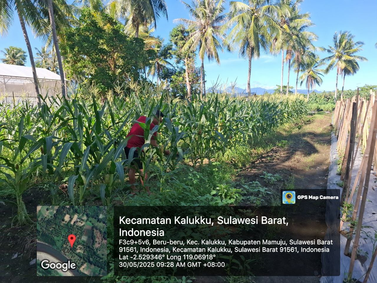 Anggota Koramil 1418-03/Kalukku Dukung Ketahanan Pangan dengan Merawat Tanaman Jagung dan Tomat