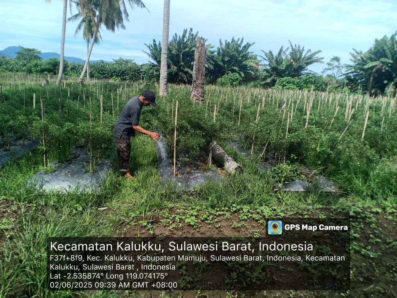 Dukung Ketahanan Pangan, Babinsa 1418-03/Kalukku Rawat Tanaman Cabai dan Ikan Nila