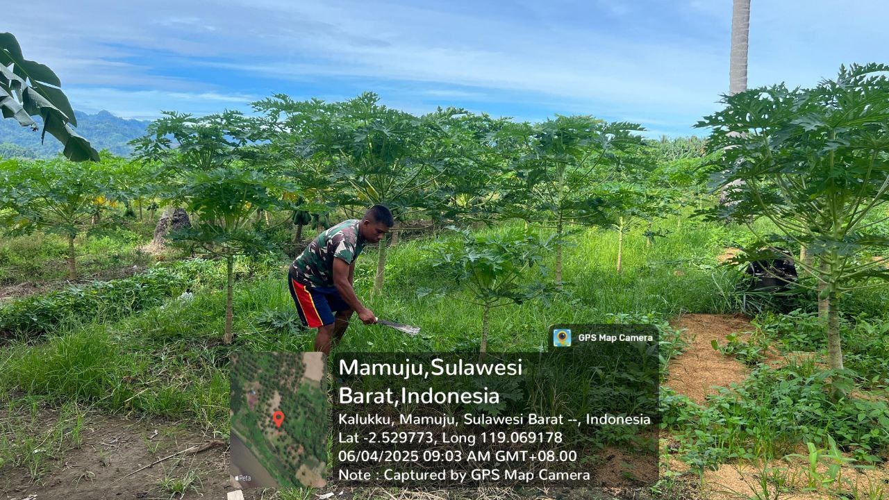 Personel Koramil 1418-03/Kalukku Laksanakan Perawatan Ketahanan Pangan di Beru- Beru