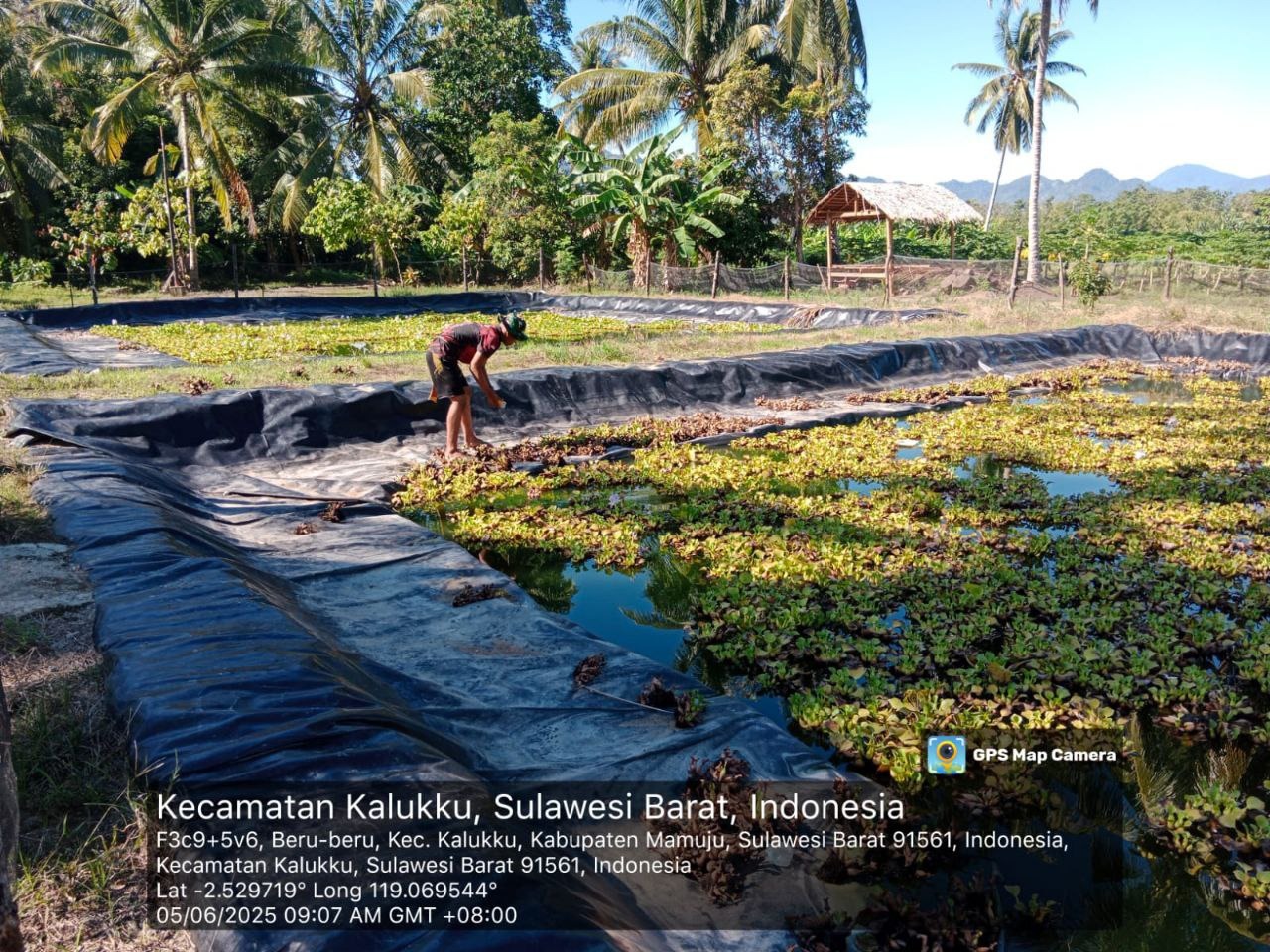 Babinsa Koramil 1418-03/Kalukku Laksanakan Perawatan Ketahanan Pangan