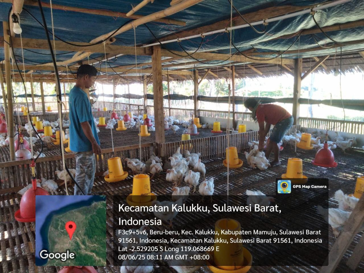 Dukung Ketahanan Pangan, Koramil 1418-03/Kalukku Rawat Tanaman Cabai dan Ayam Potong