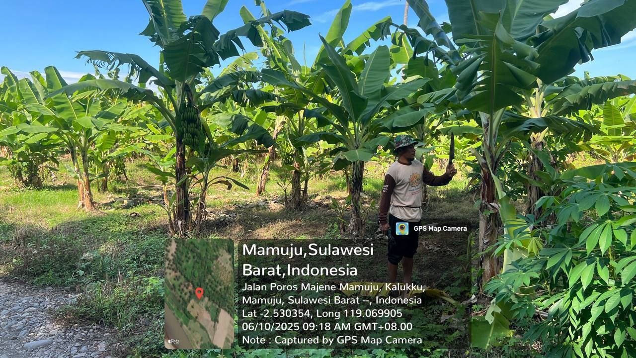 Babinsa Koramil 1418-03/Kalukku Dukung Ketahanan Pangan dengan Perawatan Pisang Cavendish dan Ikan Nila