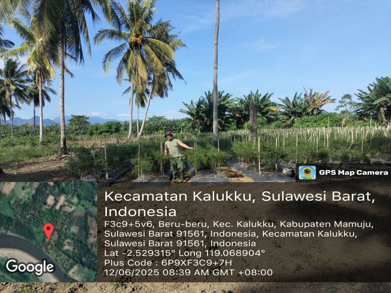 Anggota Koramil 1418-03/Kalukku Rawat Tanaman Cabai dan Bersihkan Kandang Ayam di Lahan Korem