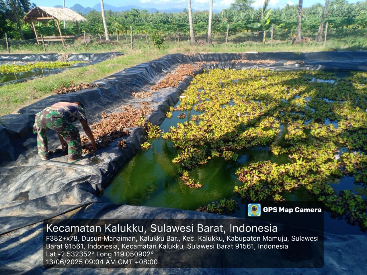 Dukung Ketahanan Pangan Nasional, Koramil 1418-03/Kalukku Rawat Pisang Cavendish dan Kolam Ikan Nila