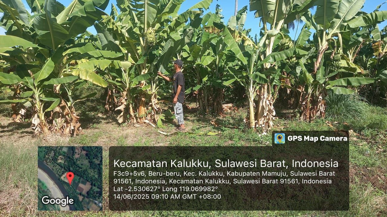 Babinsa Koramil 1418-03/Kalukku Giatkan Ketahanan Pangan