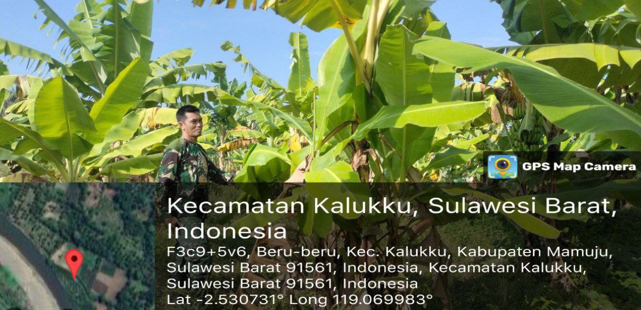 Koramil 1418-03/Kalukku Terus Lakukan Perawatan Pisang Cavendish Untuk Ketahanan Pangan