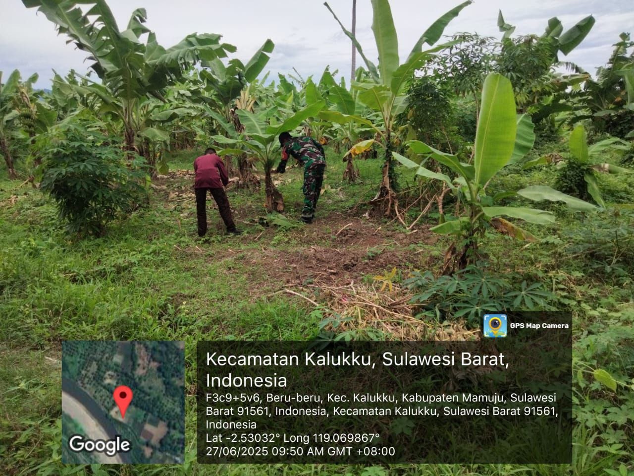 Personel Koramil 1418-03/Kalukku Rawat Tanaman Pisang Cavendish dan Lombok