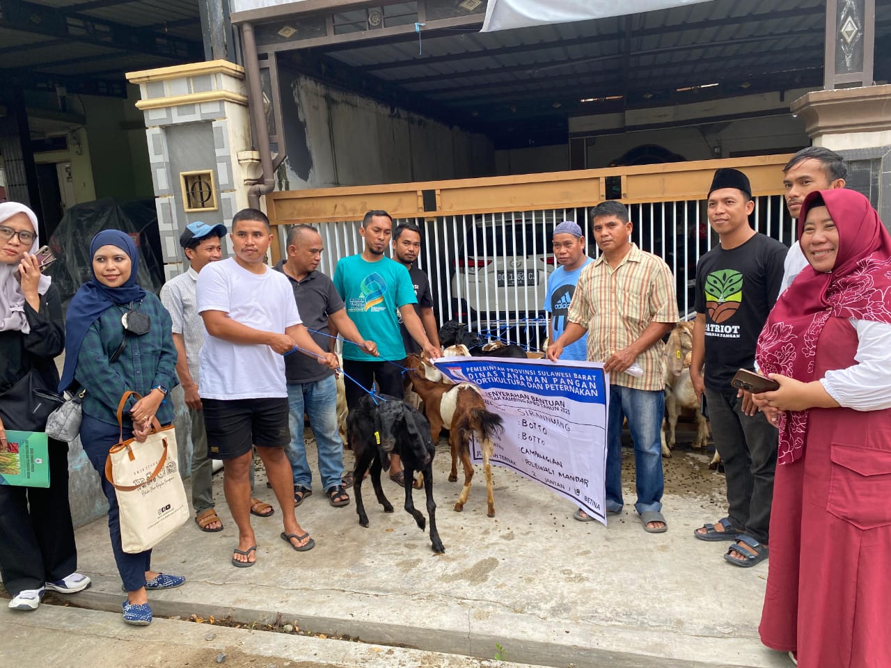 Pemprov Sulbar Salurkan Bantuan Ternak Kambing 1.870 Ekor untuk Peternak Lokal di Lima Kabupaten