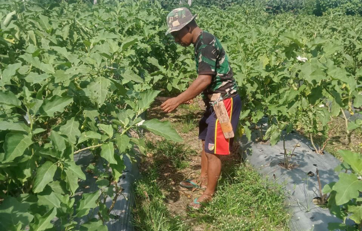 Dukung Ketahanan Pangan, Personel Koramil 1418-03/Kalukku Lakukan Perawatan Tanaman Pisang dan Terong