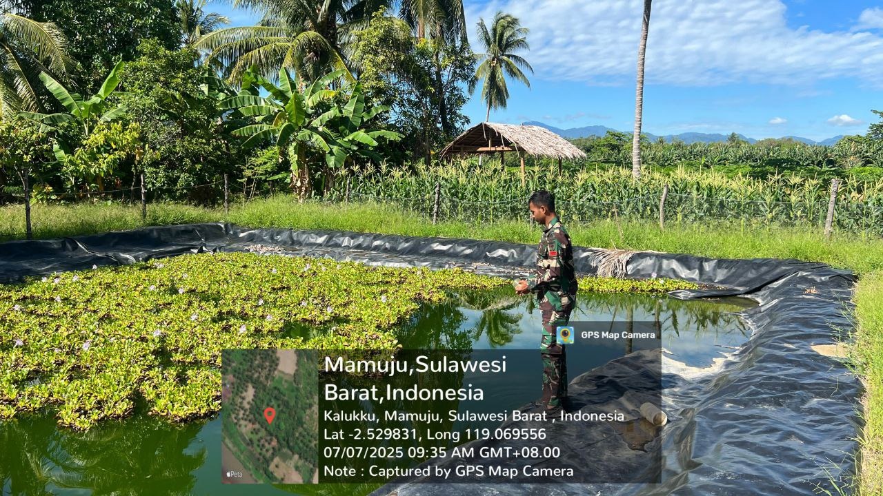 Babinsa Koramil 1418-03/Kalukku Lakukan Perawatan Lahan Ketahanan Pangan Milik Korem