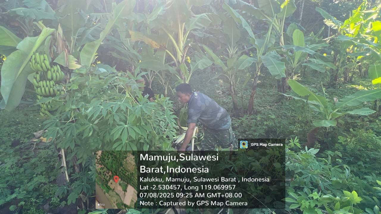 Babinsa Koramil 1418-03/Kalukku Lakukan Perawatan Ketahanan Pangan