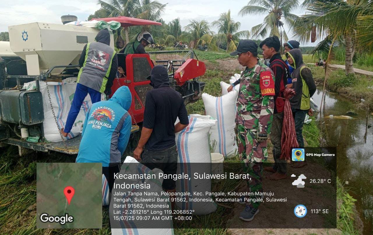 Babinsa Koramil 1418-04/Budong Budong Dampingi Panen Padi dan Laksanakan Komsos Bersama Kelompok Tani