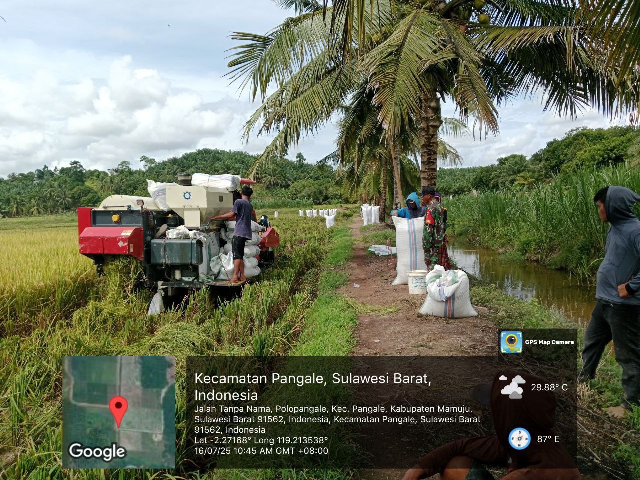 Babinsa Koramil 1418-04/Budong-Budong Melaksanakan komsos sekaligus Panen Padi Bersama Warga Polopangale