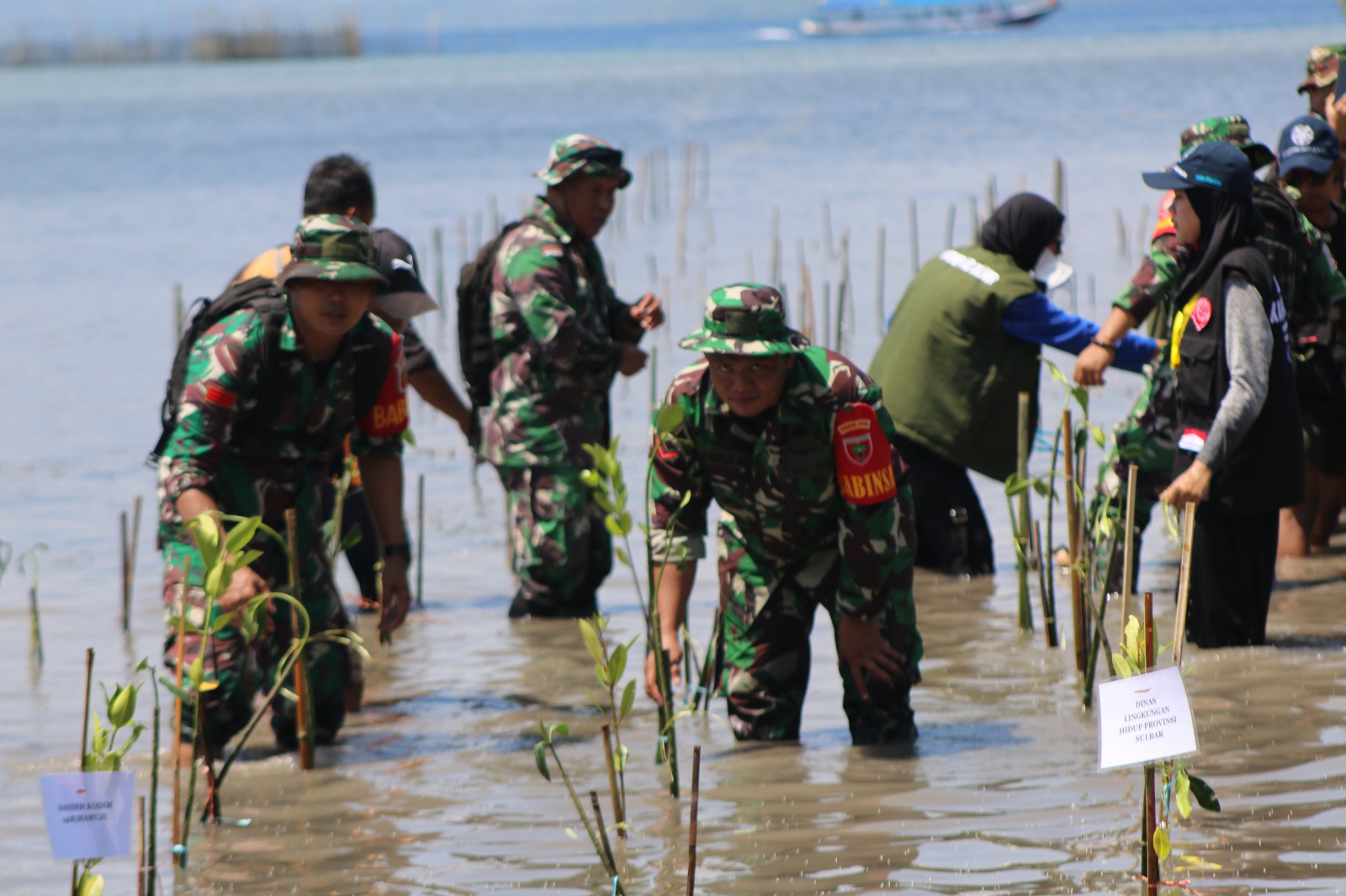Wujud Cinta Lingkungan di Hari Mangrove Sedunia, KKN UGM dan Kodim 1418/Mamuju Tanam Mangrove di Karampuang