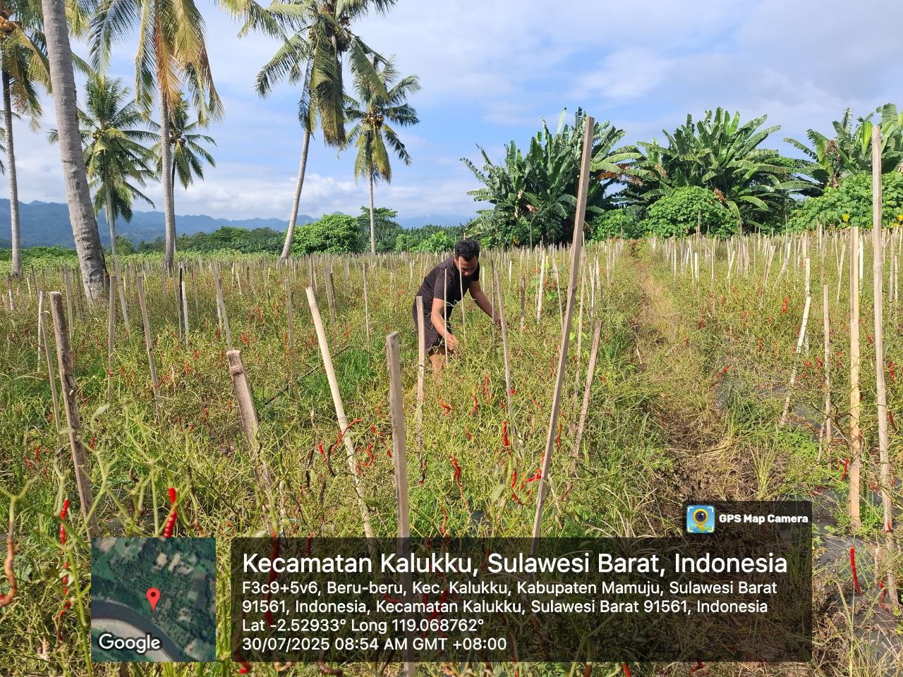 Babinsa Koramil 1418-03/Kalukku Laksanakan Perawatan Tanaman Cabai dan Jagung di Lahan Ketahanan Pangan