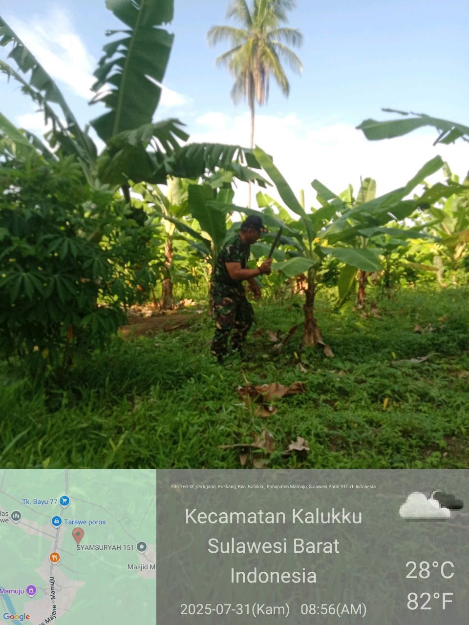 Babinsa Koramil 1418-03/Kalukku Lakukan Perawatan Lahan Ketahanan Pangan