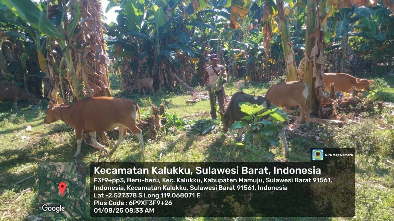 Babinsa Koramil 1418-03/Kalukku Dukung Program Nasional Pemerintah dengan Merawat Tanaman Cabe dan Ternak