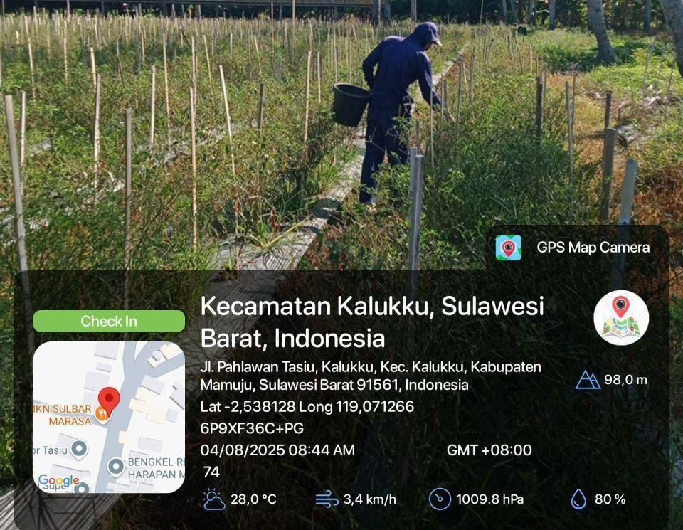 Dukung Ketahanan Pangan, Babinsa Koramil 1418-03/Kalukku Rawat Tanaman Pisang Cavendish dan Cabai
