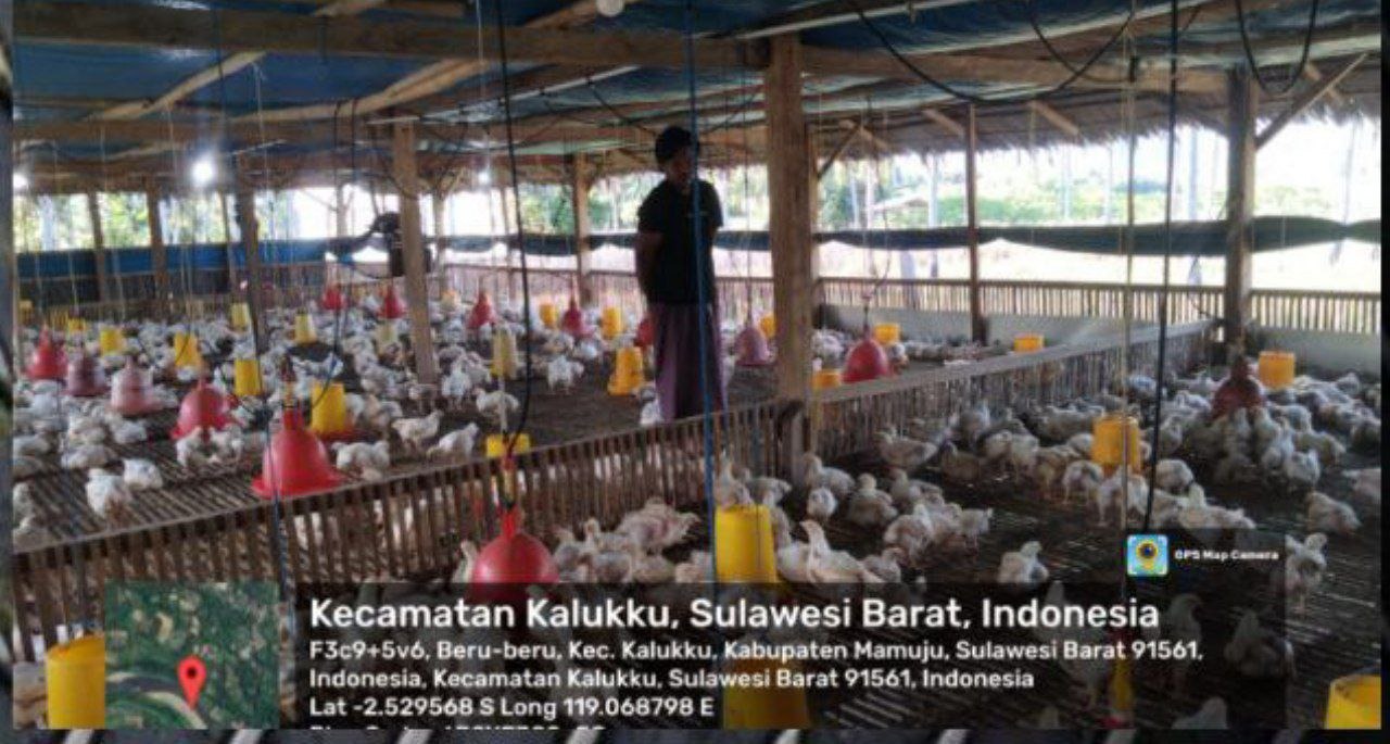 Babinsa Kalukku Gencarkan Perawatan Tanaman Ternak Ayam Untuk Ketahanan Pangan