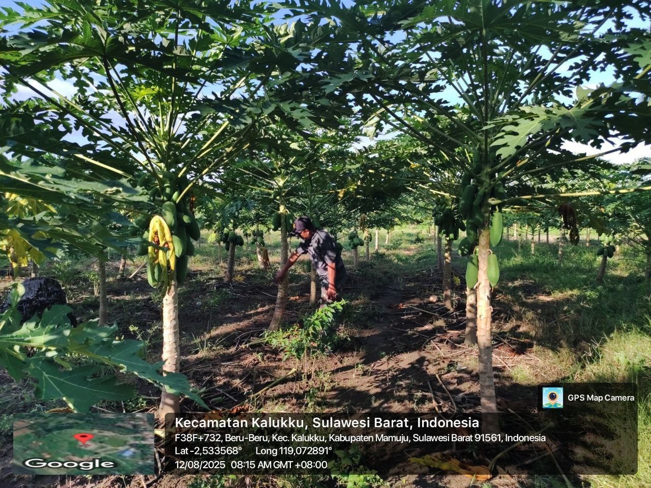 Babinsa Koramil 1418-03/Kalukku Rawat Tanaman Pepaya dan Ternak Ayam di Lahan Ketahanan Pangan