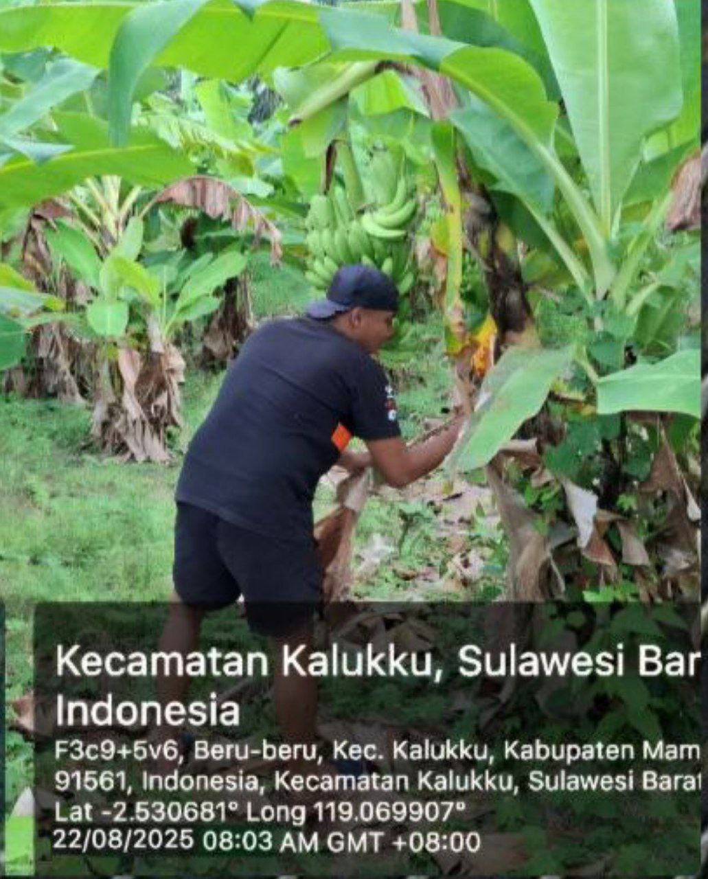 Perkuat Ketahanan Pangan, Babinsa Koramil 1418-03 Kalukku Rawat Lahan Pisang Cavendish dan Jagung