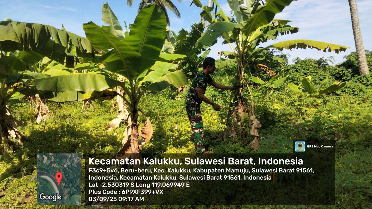 Babinsa Koramil 1418-03/Kalukku Laksanakan Perawatan Ketahanan Pangan Pisang dan Ikan Nila