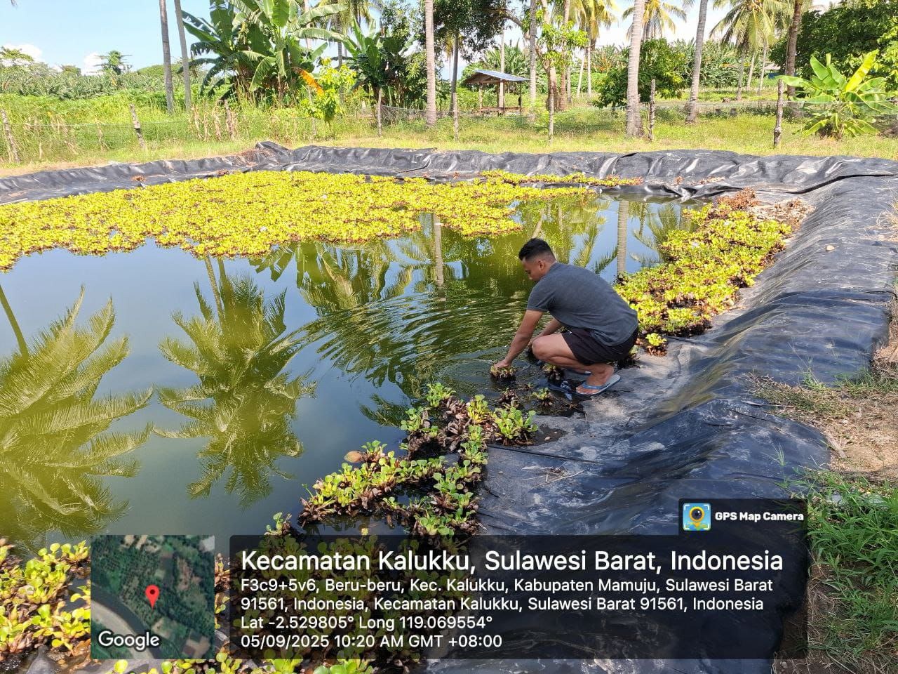 Koramil Kalukku Lakukan Pembersihan Kolam Nila dan Perawatan Jagung