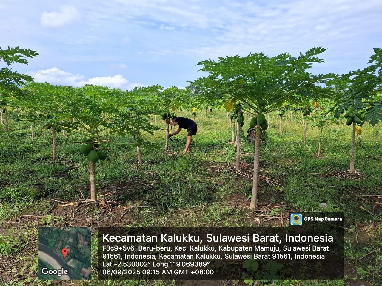 Wujud Nyata Dukungan TNI, Babinsa Kalukku Laksanakan Perawatan Pepaya dan Jagung