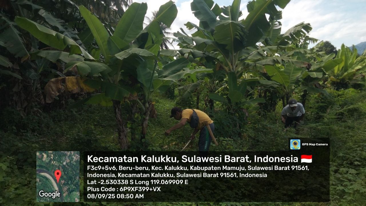 Babinsa Koramil Kalukku Rawat Tanaman Pisang dan Jagung