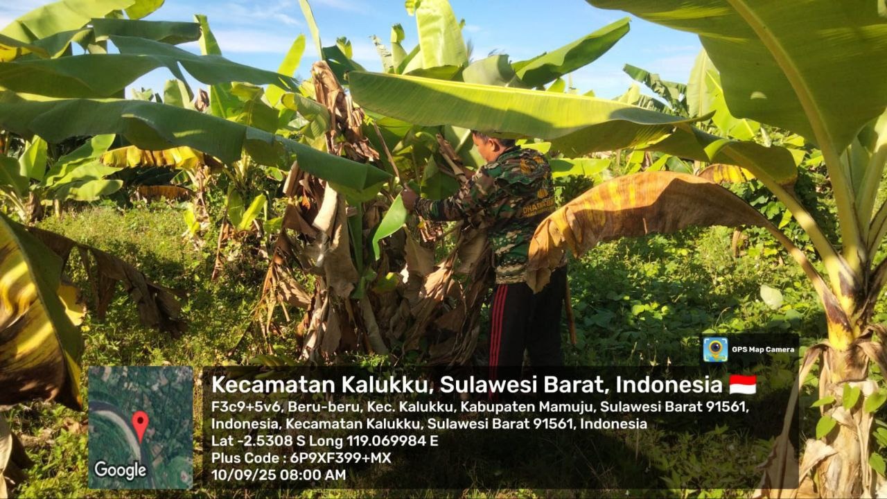 Babinsa Koramil 1418-03/Kalukku Rawat Lahan Ketahanan Pangan