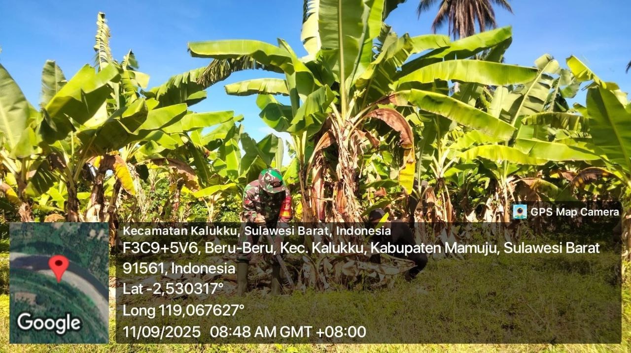 Babinsa Koramil Kalukku Rawat Lahan Ketahanan Pangan