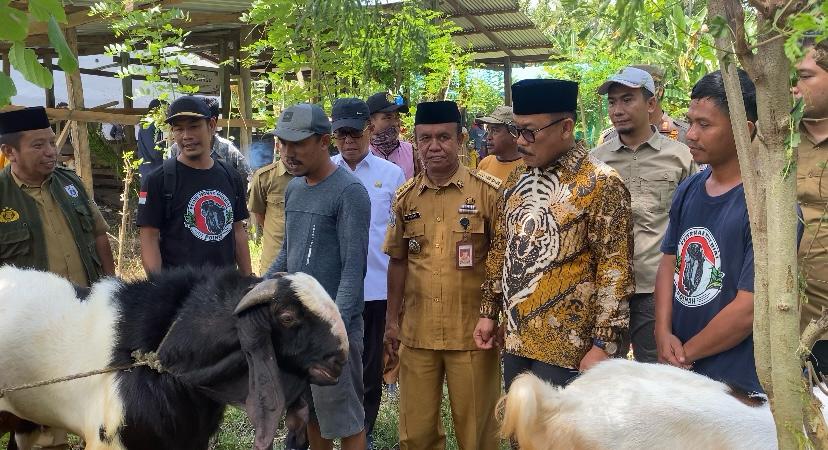 Gubernur SDK Tinjau Bantuan Bibit Ternak Kambing di Polman