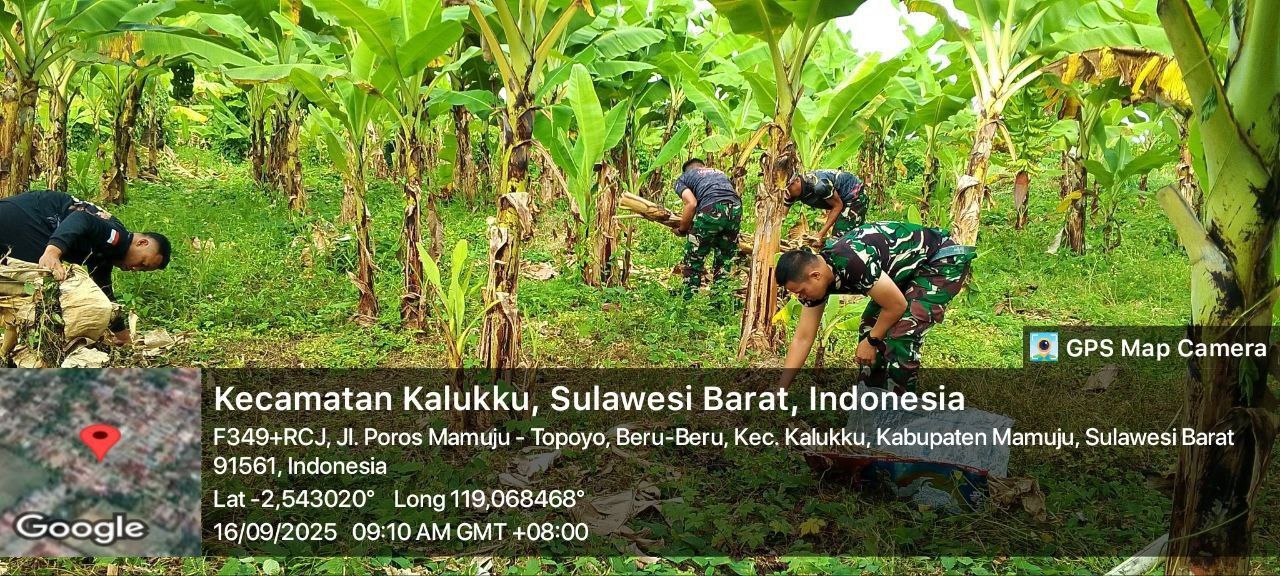 Babinsa Koramil 1418-03/Kalukku Laksanakan Perawatan Ketahanan Pangan Pisang Cavendis dan Pepaya