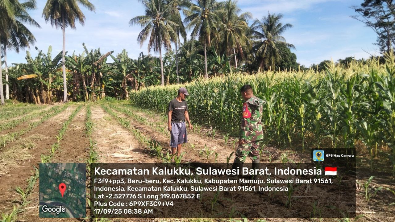 Babinsa Koramil 1418-03/Kalukku Lakukan Perawatan Tanaman Jagung dan Kolam Ikan Nila