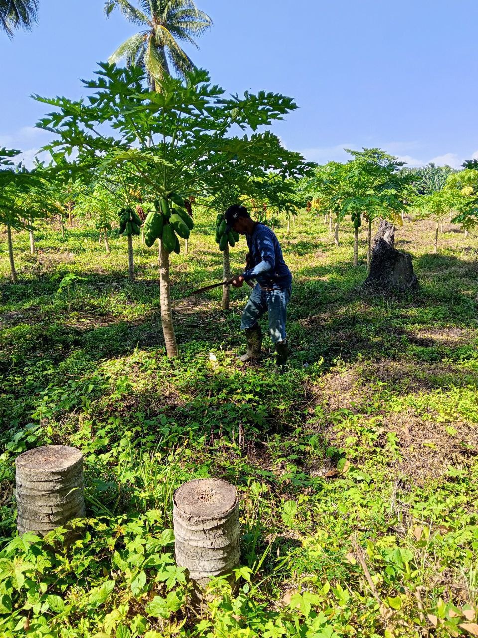 Babinsa Koramil Kalukku Dukung Program Pangan Nasional. Lakukan Perawatan Tanaman Produktif
