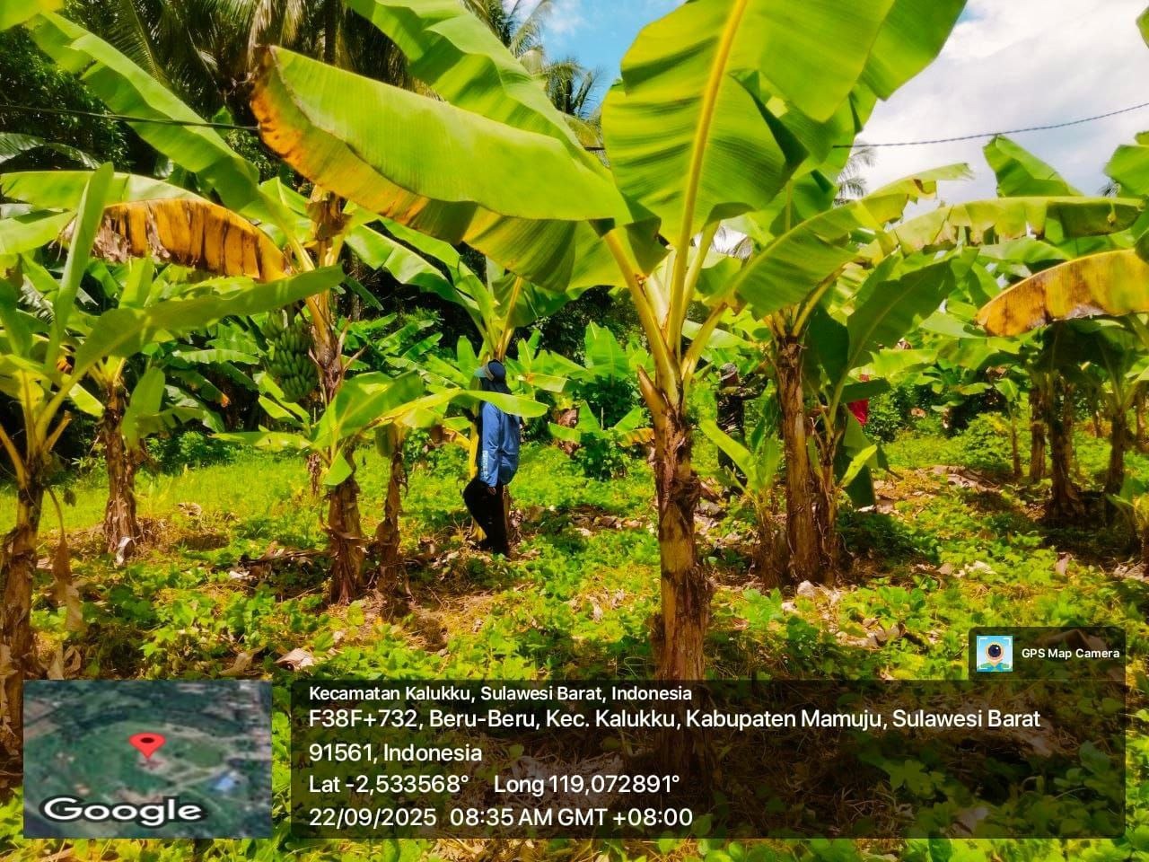 Perkuat Ketahanan Pangan, Personel Koramil Kalukku Rutin Rawat Pisang Cavendis dan Bibit Cabe