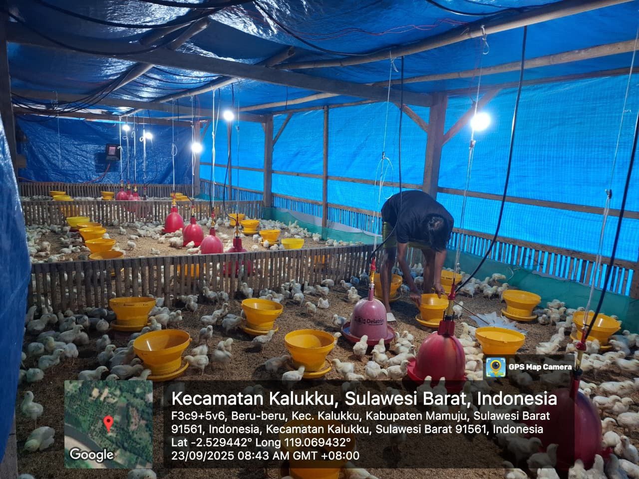 Babinsa Koramil 1418-03/Kalukku Laksanakan Pembersihan Ketahanan Pangan Kolam Ikan Nila dan Ternak Ayam