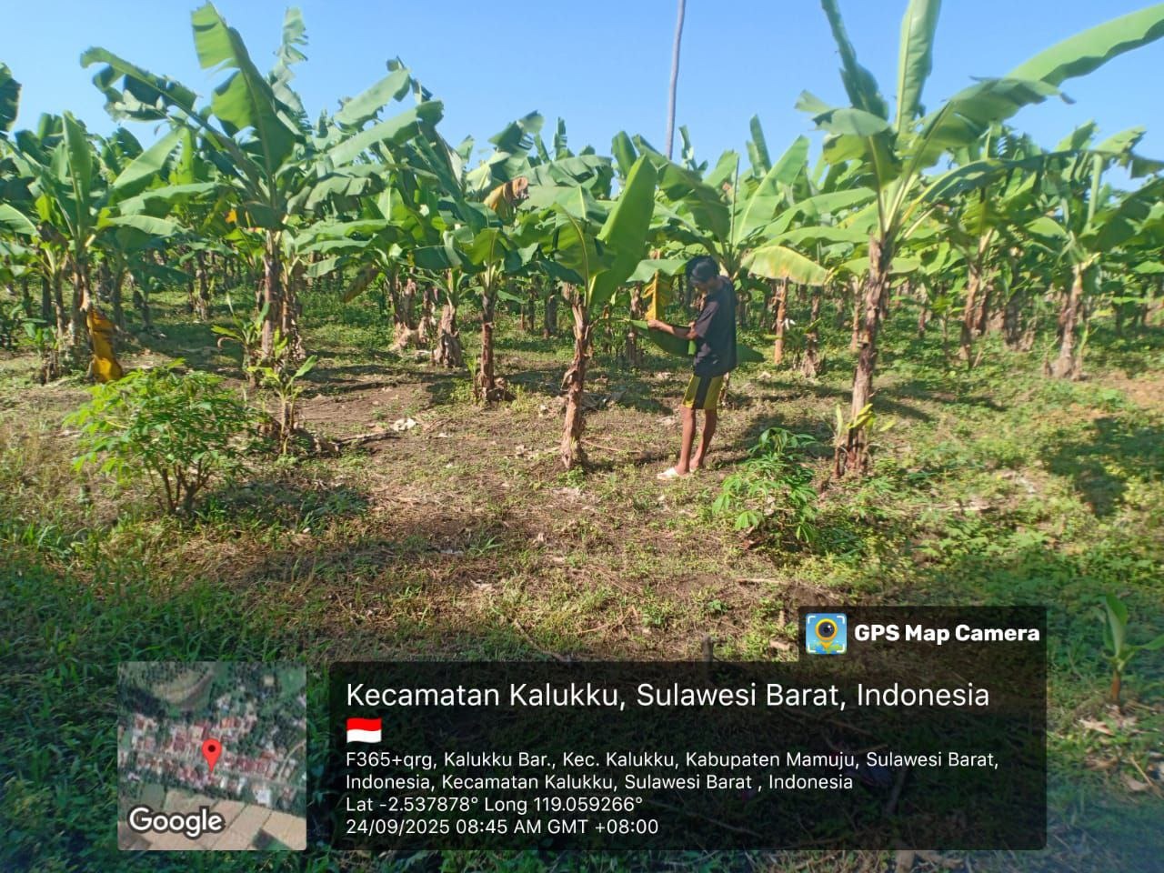 Wujud Nyata Ketahanan Pangan Kodim 1418/Mamuju, Babinsa Koramil Kalukku Rawat Tanaman Pisang Cavendis dan Bibit Cabe