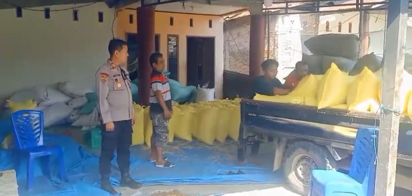 Panen Raya Jagung Kuartal III 2025, Polresta Mamuju Salurkan 5 Ton Jagung ke Gudang Bulog