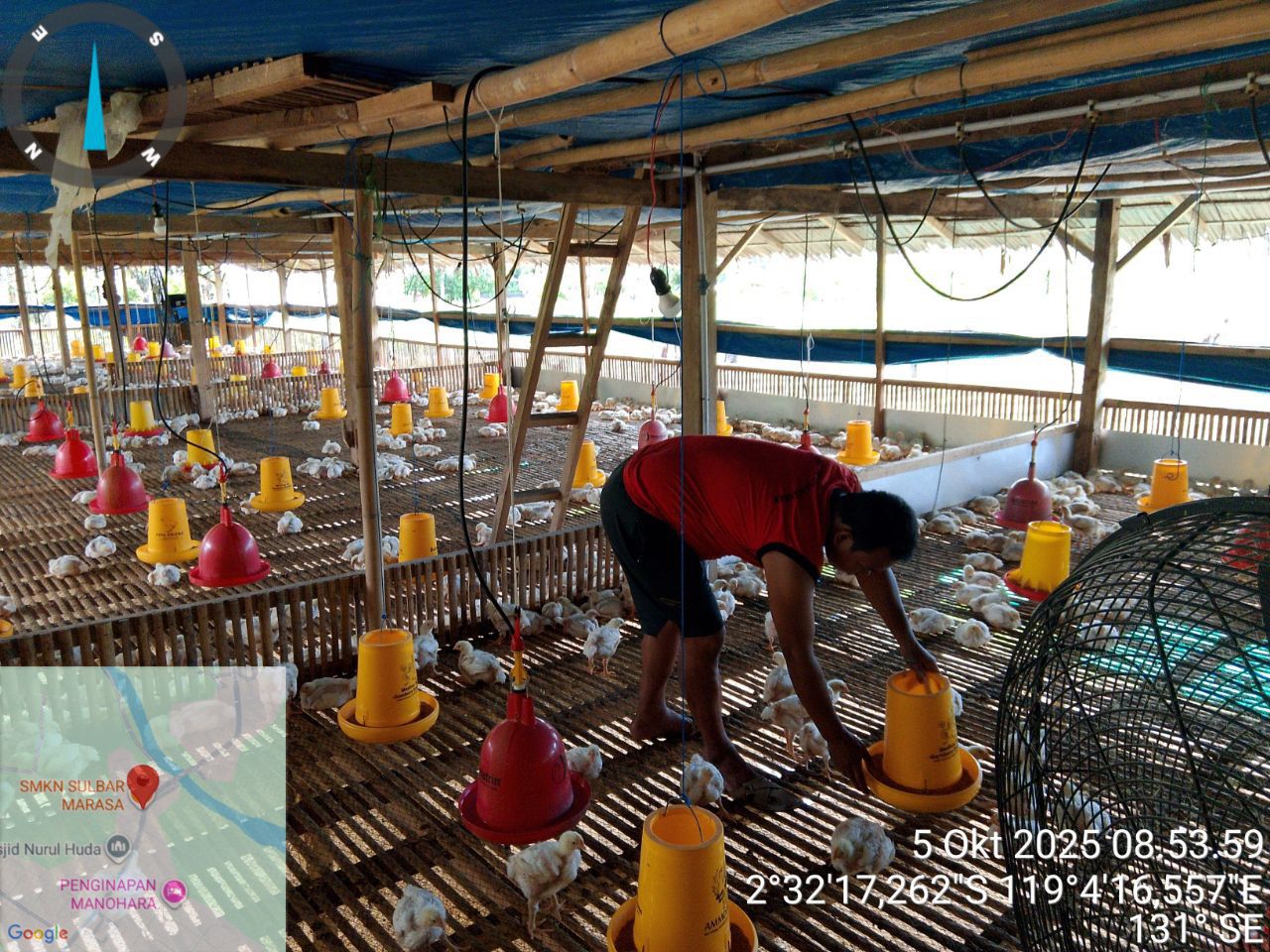 Babinsa Koramil 1418-03/Kalukku Dukung Ketahanan Pangan dengan Pemeliharaan Ikan, Ayam, dan Ternak Sapi