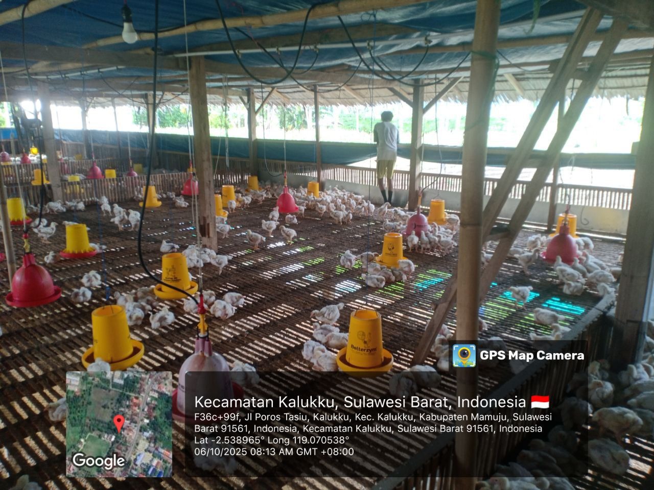 Babinsa Koramil 1418-03/Kalukku Laksanakan Pemeliharaan Pisang Cavendis, Ayam Potong, dan Ternak Sapi di Lahan Korem
