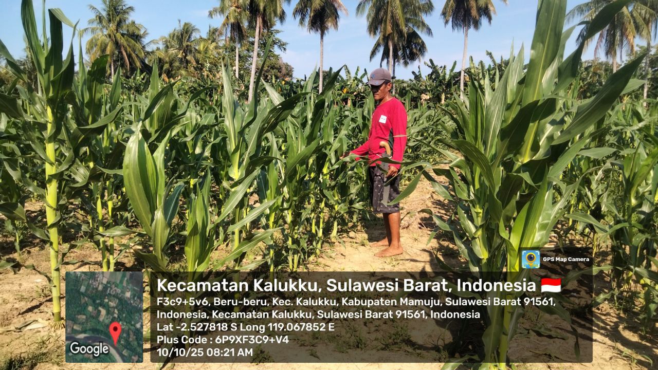 Babinsa Koramil 1418-03/Kalukku Lakukan Pemeliharaan Tanaman dan Ternak Untuk Ketahanan Pangan