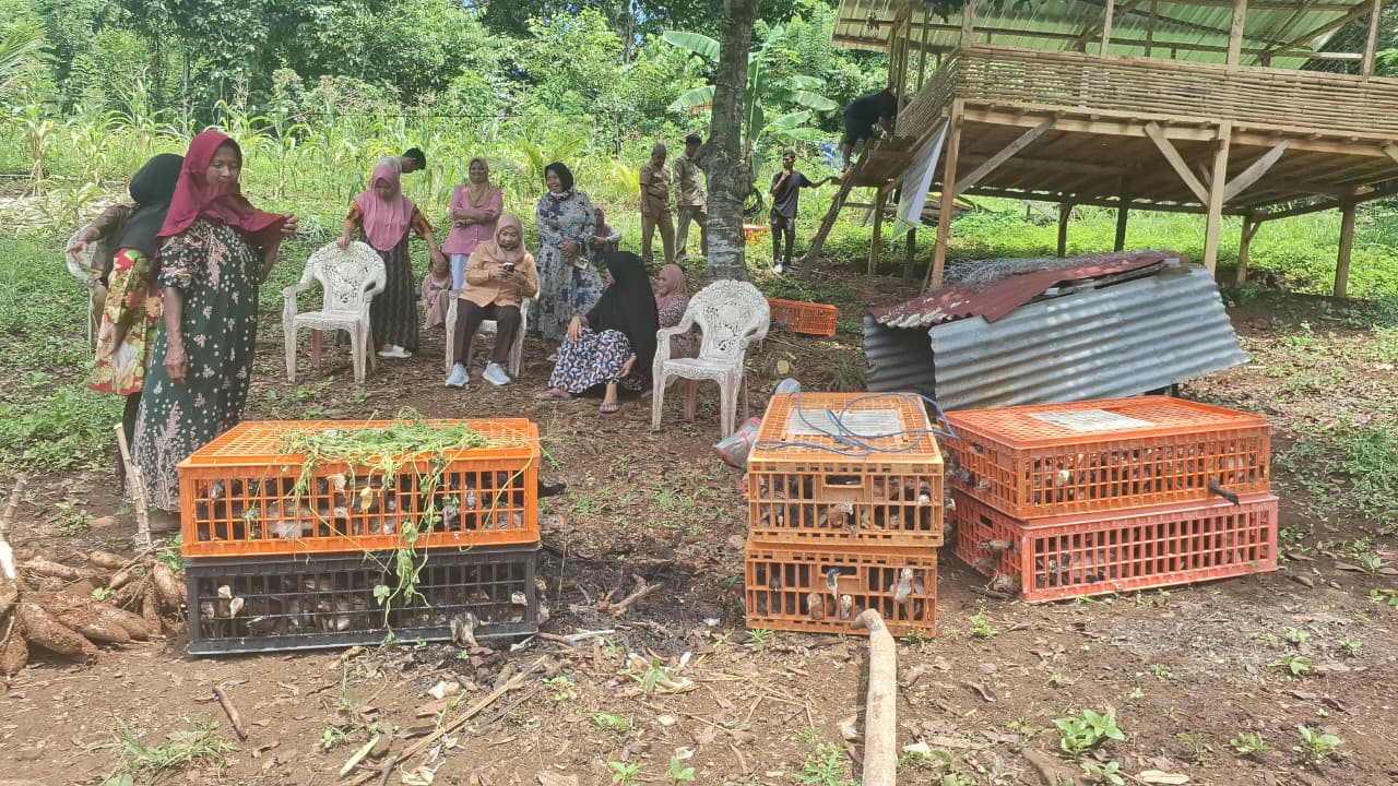 Distapang Sulbar Salurkan Bantuan Ayam KUB dan Sarana Pendukung di Kelurahan Bebanga