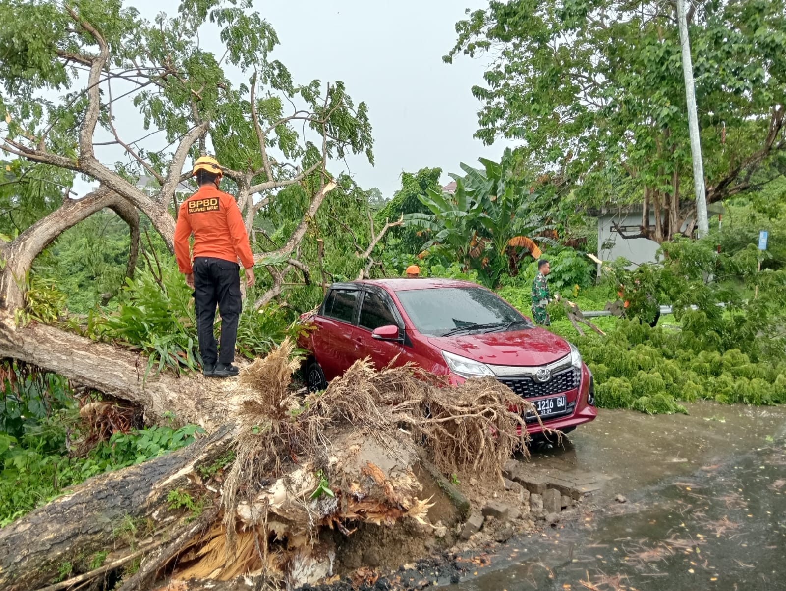 Regu 4 Posko Siaga Darurat BPBD Sulawesi Barat Respons Cepat Tangani Pohon Tumbang di Depan Kantor Dishub Sulbar